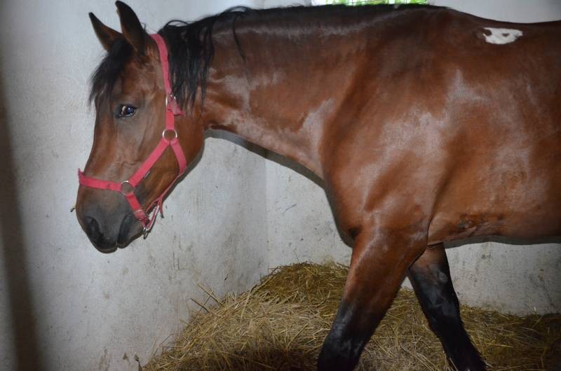 centru echitatie Nana Farm  (2)