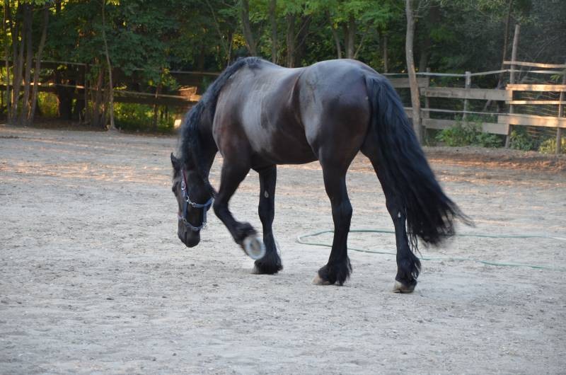 centru echitatie Nana Farm  (10)