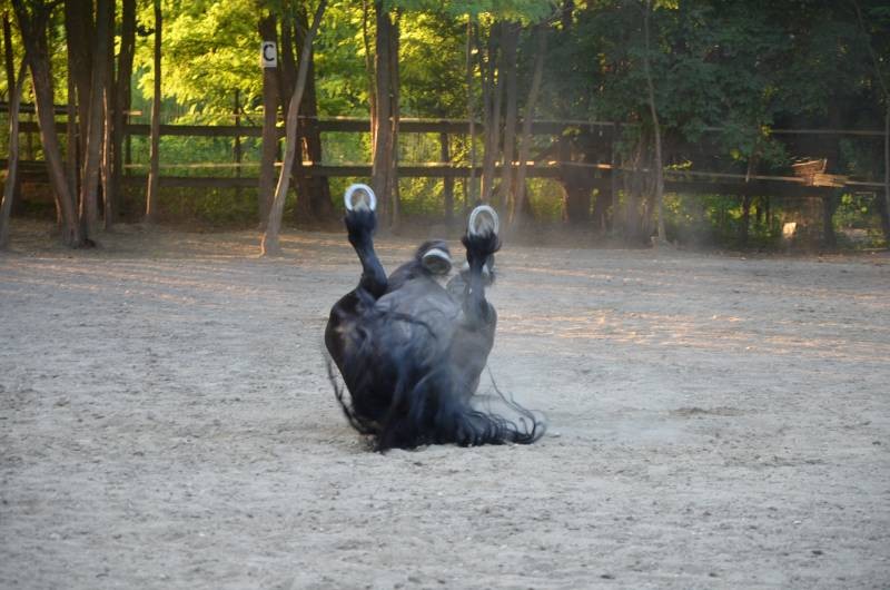 centru echitatie Nana Farm  (12)