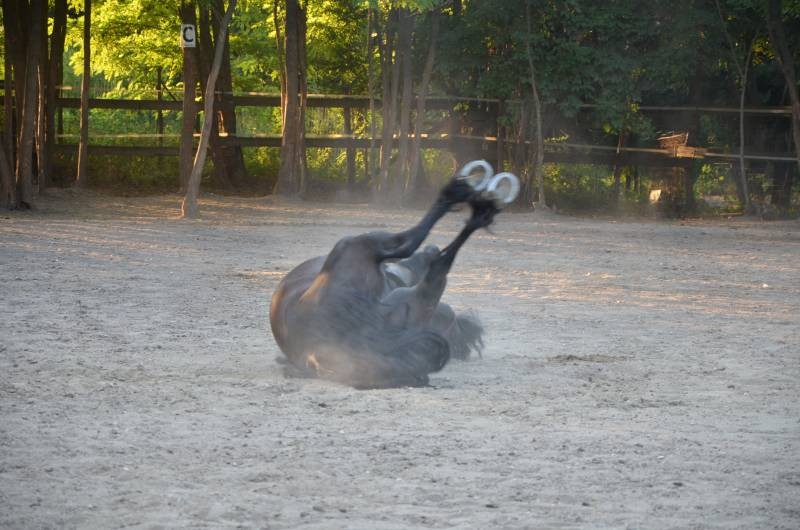 centru echitatie Nana Farm  (13)