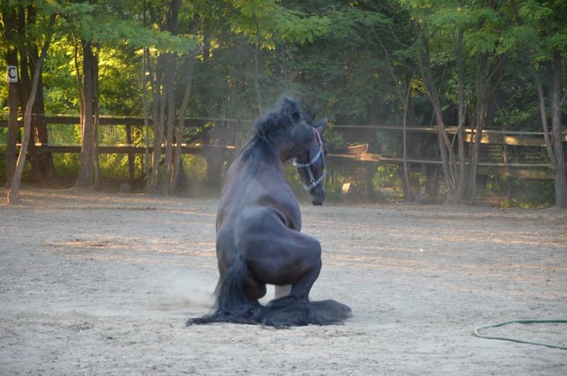 centru echitatie Nana Farm  (14)