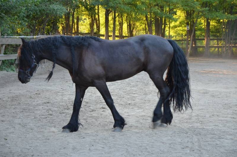 centru echitatie Nana Farm  (16)