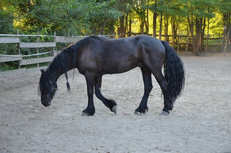 centru echitatie Nana Farm  (17)