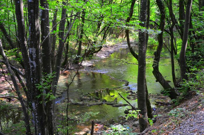 Lacul Ochiul Beiului Cheile Nerei (2)