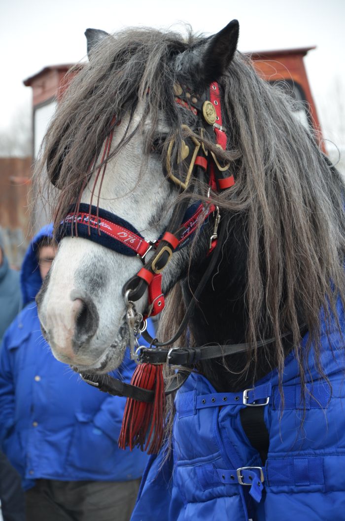 Boboteaza Dunare Modelu Calarasi (10)