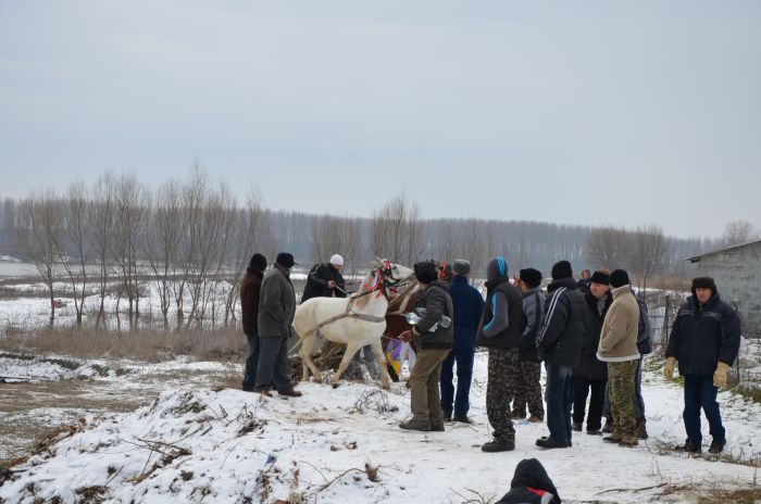 Boboteaza Dunare Modelu Calarasi (4)