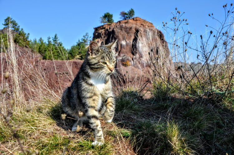 pisica la Vulcanul din Racos
